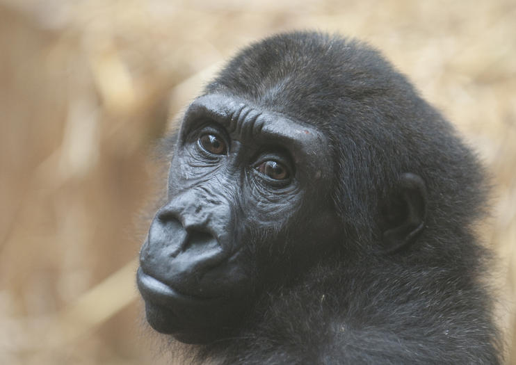 Zoo Zurich